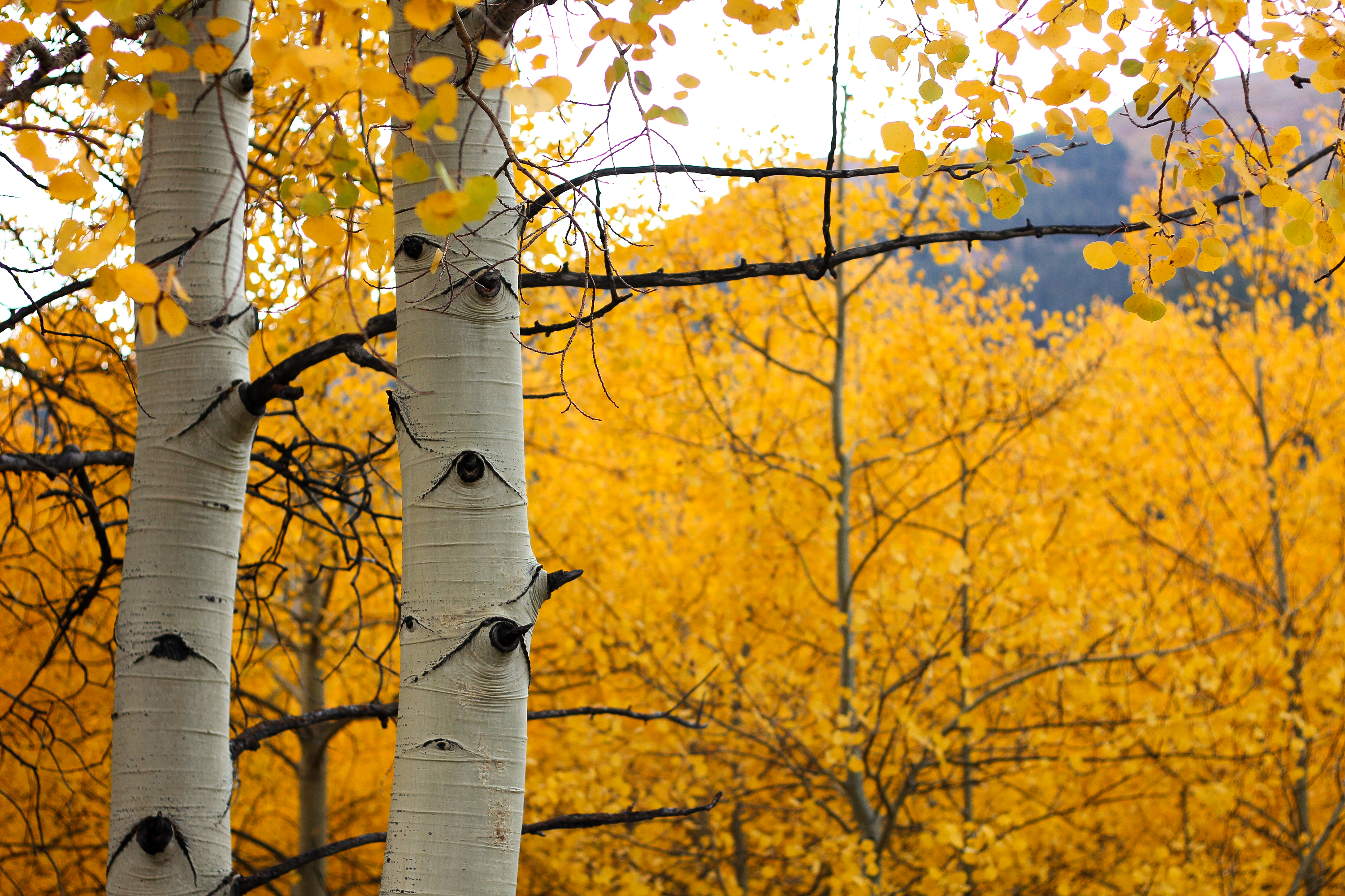 Colorado aspen aspen trees beauty nature outdoors fall